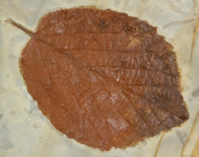 Fossil Leaf (Beringiaphyllum) - Montana #52231